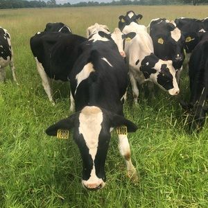 Meet your Posher, Ella